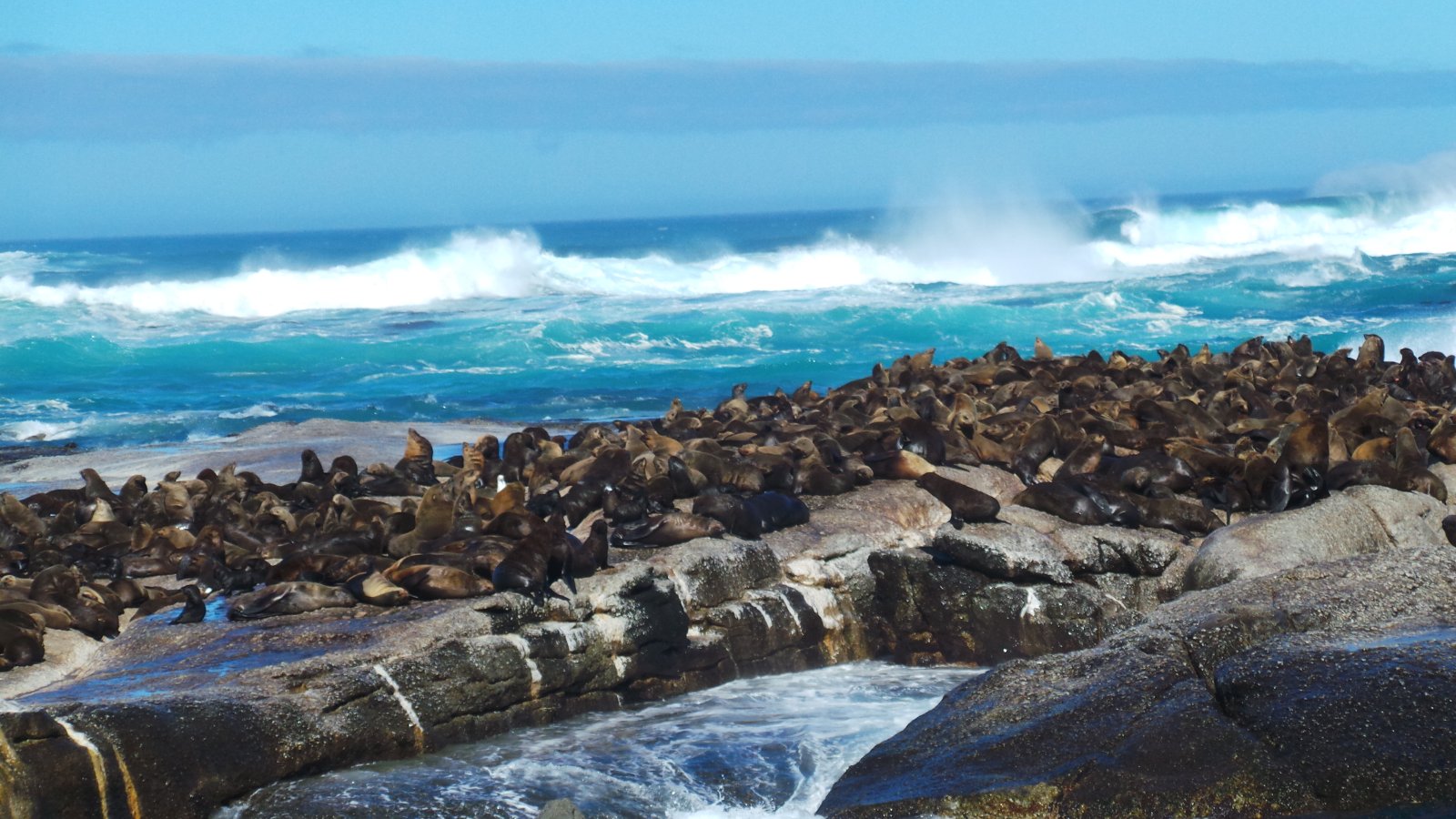 Seal Watching34